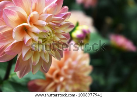 Blooming salmon pink dahlia flower in the garden with copy space