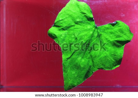 The transparency green leaf on pink background