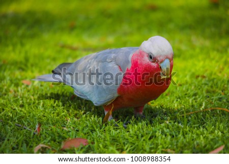 Image of wild Galah cockatoo on the grass.