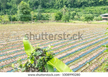 Strawberry farm in Chiangmai city, Thailand.
