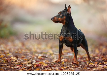 cute miniature Pinscher on the nature of the portrait Royalty-Free Stock Photo #1008995125