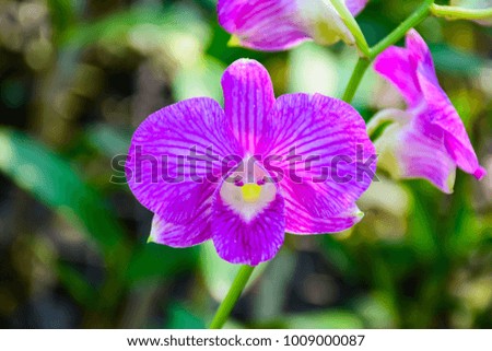pink Phalaenopsis or Moth dendrobium  Orchid flower in winter or spring day tropical garden Floral background.Selective focus.agriculture idea concept design with copy space add text.