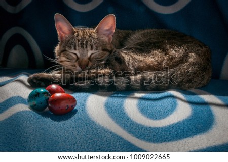 cat sleeping in Easter eggs, happy Easter day