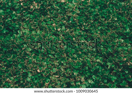 Green Leaves Texture