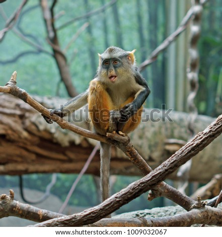 Wolf's mona monkey (Cercopithecus wolfi), also called Wolf's guenon Royalty-Free Stock Photo #1009032067