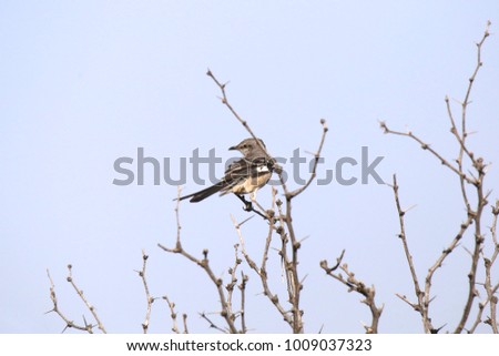 Northern Mockingbird (mimus polyglottos)