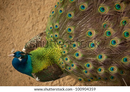 Top of picture is a Peacock with its feathers open .