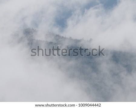 Carpatian mountains fog and mist at the pine forest 