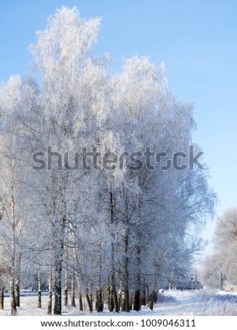 A beautiful winter landscape. The birch trees in the snow on an early frosty morning.