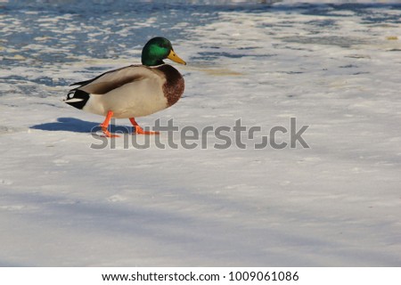 A male Mallard duck, as seen on a frozen pond in Saint Louis, Missouri, USA.  With iridescent green colors, the male is absolutely beautiful and striking to say the least.  Colors in Nature is theme. 