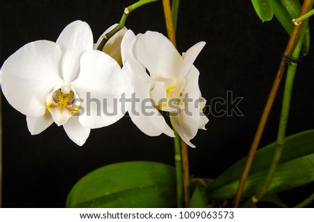 White orchid on a black background close-up