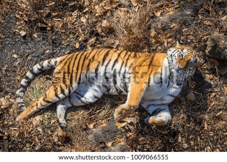 Tiger lies in the autumn forest
