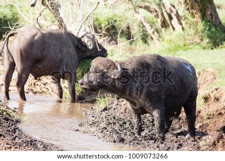 buffaloes in the grassland in Ngorongoro crater national park in Tanzania