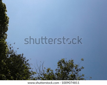 tree blue sky 