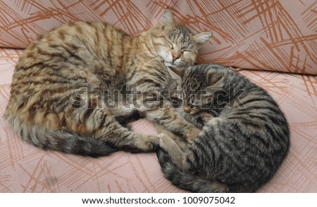Mother cat and her baby- mother care