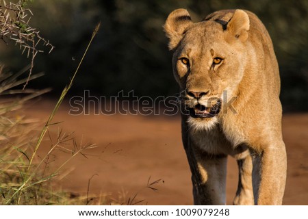 Lioness walking in the Pilanesberg National Park in South Africa
 Royalty-Free Stock Photo #1009079248