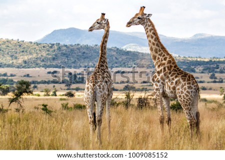 Two giraffes in Pilanesberg National Park in South Africa Royalty-Free Stock Photo #1009085152