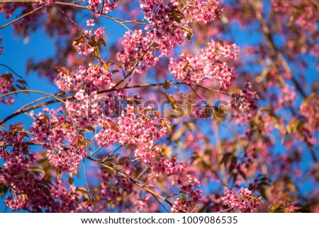 Cherry flower Prunus cerasoides,Giant tiger flower .