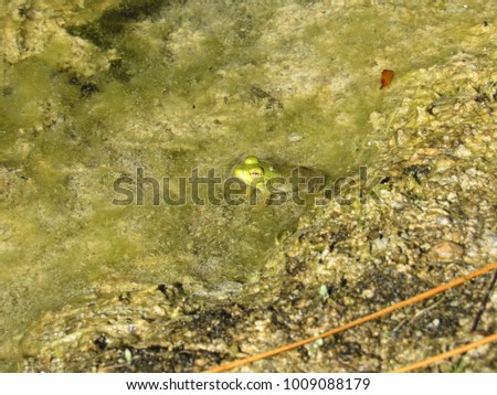 American Bullfrog (Lithobates catesbeianus) in pond