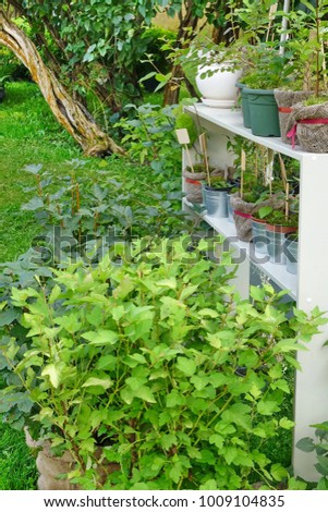 White Rack With Plants Seeding In Pots And Bucket With Latin Naming On Wooden Plate At Backyard Summer Garden. Gardening Or Floriculture Concept