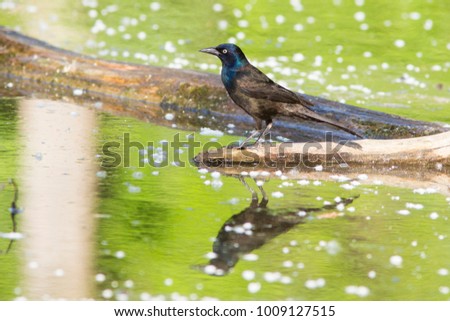 common grackle reflection