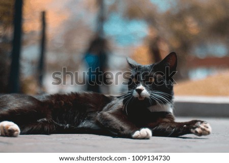Black and white cat laying down looking left in a sunny day