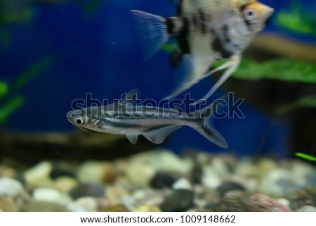 Iridescent shark in aquarium