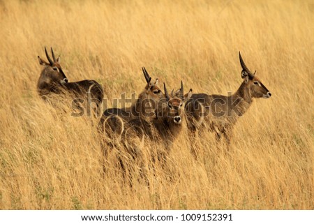 beauty of deers in kenya masai mara in savannah