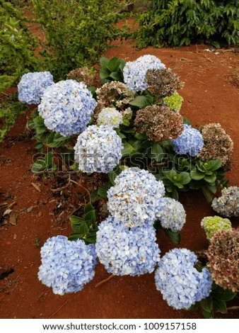 hortensia flowers from Chapada Diamantina, Brazil 