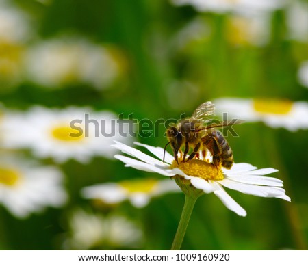 Bee on wild flower pollens with green background.