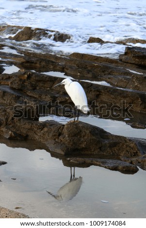 great white heron sitting on the shores of the Mediterranean Sea