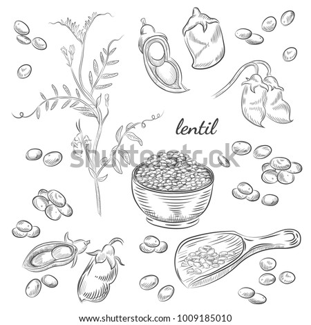 Lentil plant hand drawn illustration. Peas and pods sketches. Scoop for lentils isolated on white background. Royalty-Free Stock Photo #1009185010