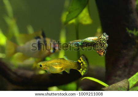 Guppies (poecilia reticulata) male, female floating in the water.