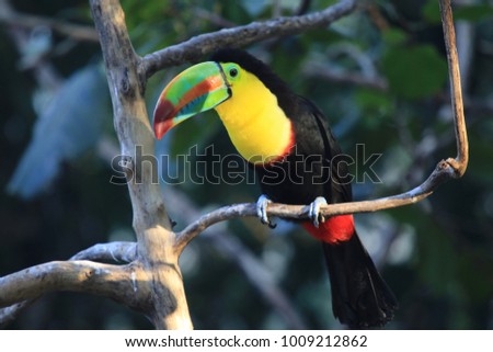 toucan sitting on a tree branch