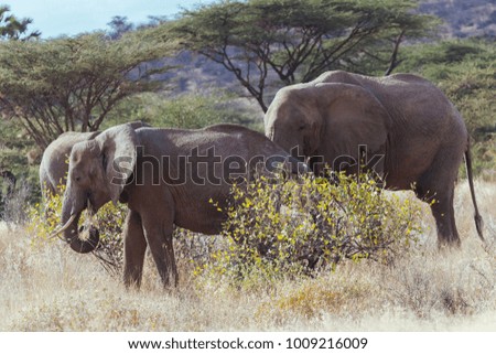 Elephant in nature 