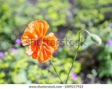 Closeup view of a beautiful bright orange poppy flower and a bud in the garden against soft-focused sunny background.