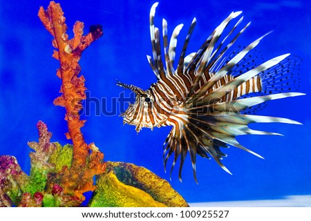 Lion fish  in aquarium with blue background