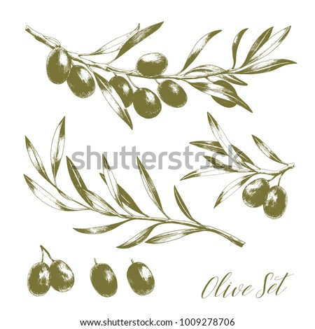 Set of hand drawn vector olive branches. Engraving illustration. Isolated on white background. Royalty-Free Stock Photo #1009278706