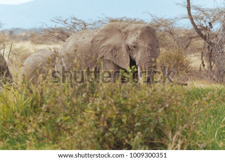 Elephant in Nature
