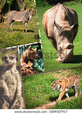 Travel concept with photos collage wild african animals
