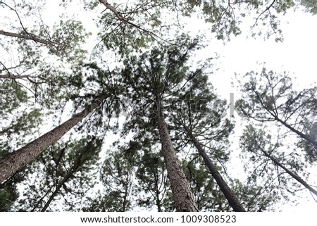 Pine forest, view of the sky
