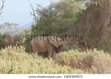 Elephant in nature 