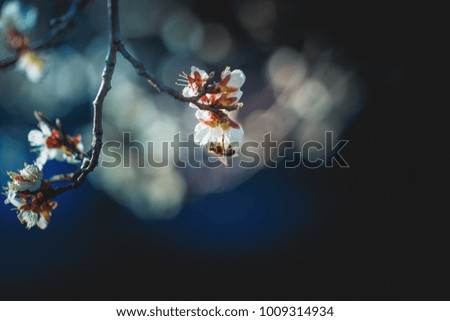 Spring flowering, pollination by bees. Close-up, bright, toned photo, fruit blossoming tree branches. Honeybees collect nectar and pollen. Signs of spring.