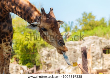 Giraffe in the zoo at dusit zoo thailand