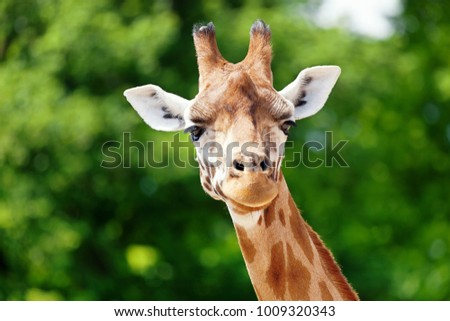 Close-up of a cute giraffe in front of some green trees, looking at the camera as if to say You looking at me? With space for text. Royalty-Free Stock Photo #1009320343
