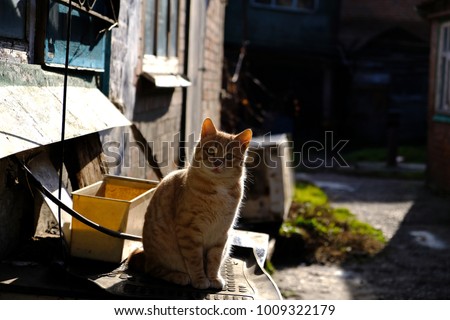 A red-haired and homeless cat is sitting in a dump. A homeless cat sad and sad, longing for the owner.