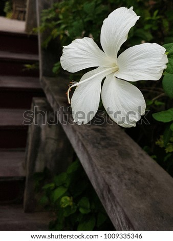 Chaba Flower in thailand. flower background.
