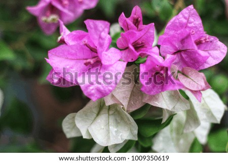 Purple Bougainvillea flowers blur