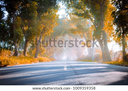 Trees and road with soft sun  Royalty-Free Stock Photo #1009359358