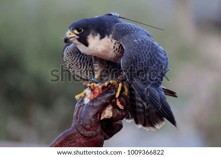 Falcon Hungry for Food